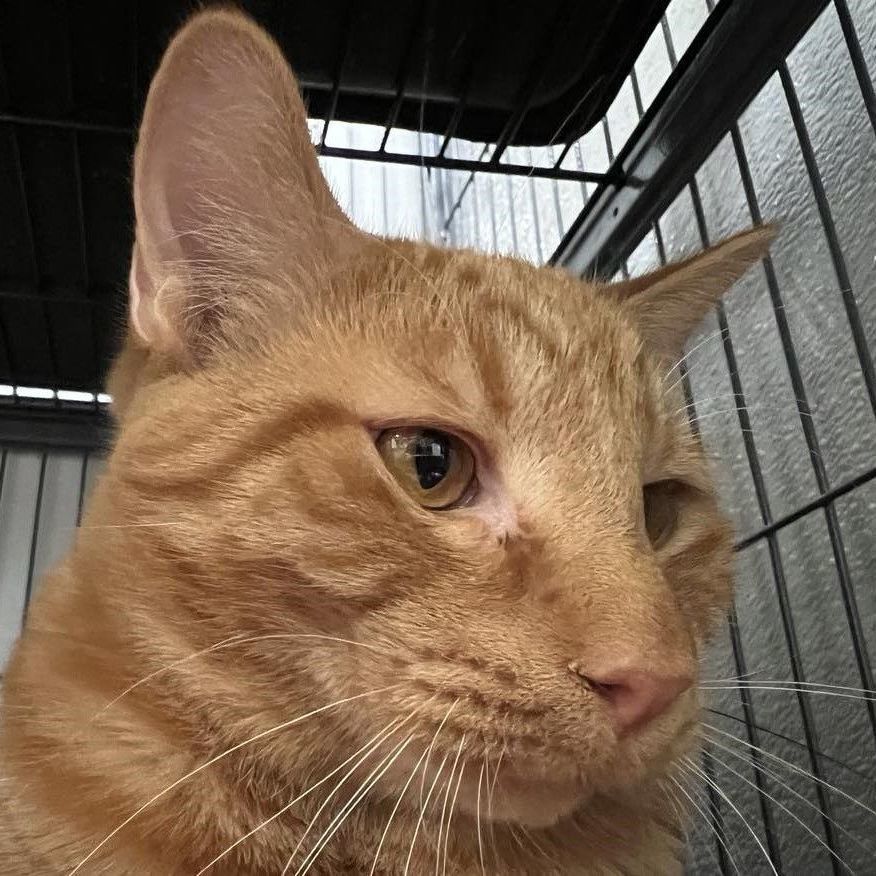 Robin - best friends with Trever, a Adoptable Tiger in Kankakee, IL image 4/6