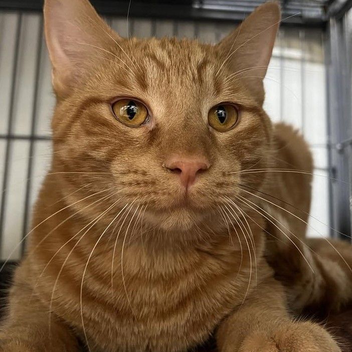 Robin - best friends with Trever, a Adoptable Tiger in Kankakee, IL image 5/6