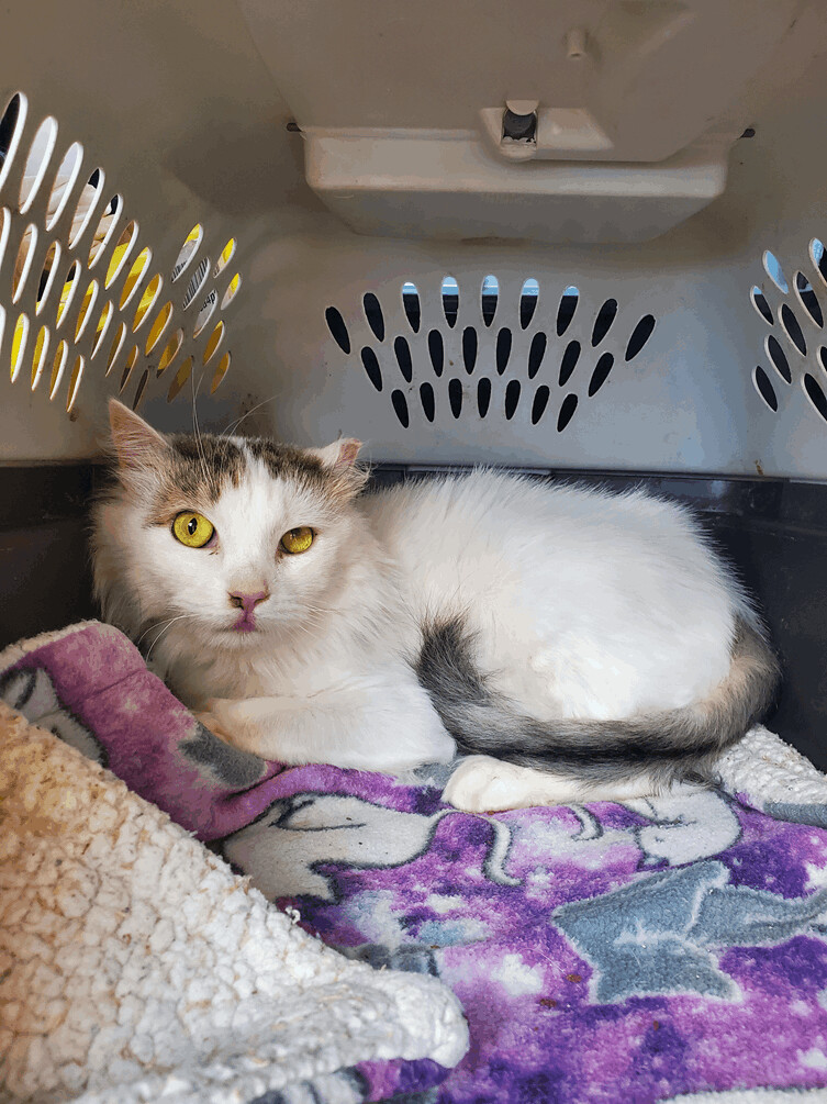 Enlarge Tia, a Adoptable Domestic Long Hair in Nutley, NJ image 1/1