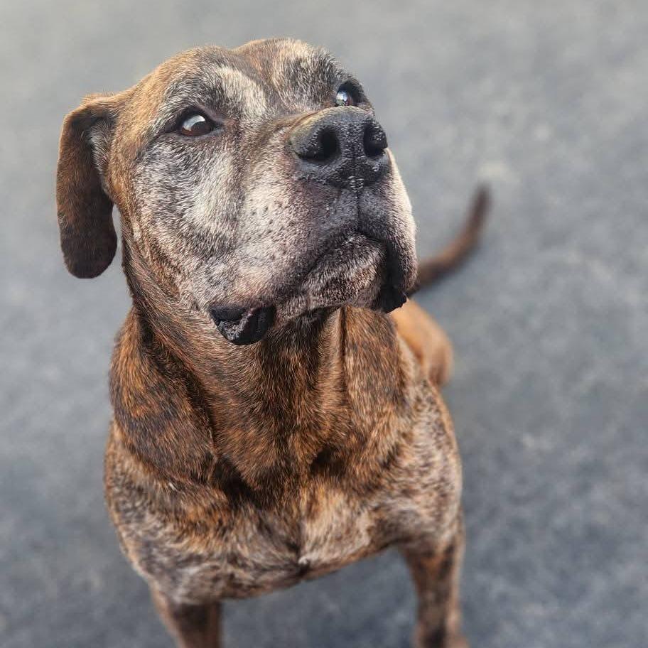 Ox, Adoptable, Senior Male Boxer.