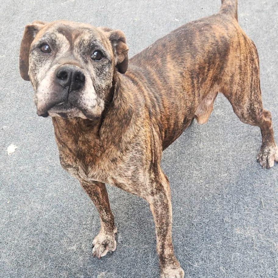 Enlarge Ox, a Adoptable mixed breed in Cleveland, TN image 2/4