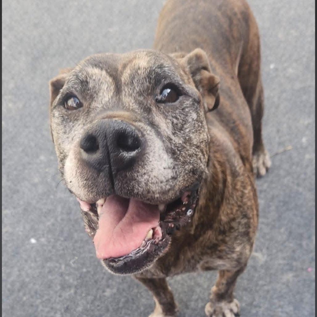 Enlarge Ox, a Adoptable mixed breed in Cleveland, TN image 3/4