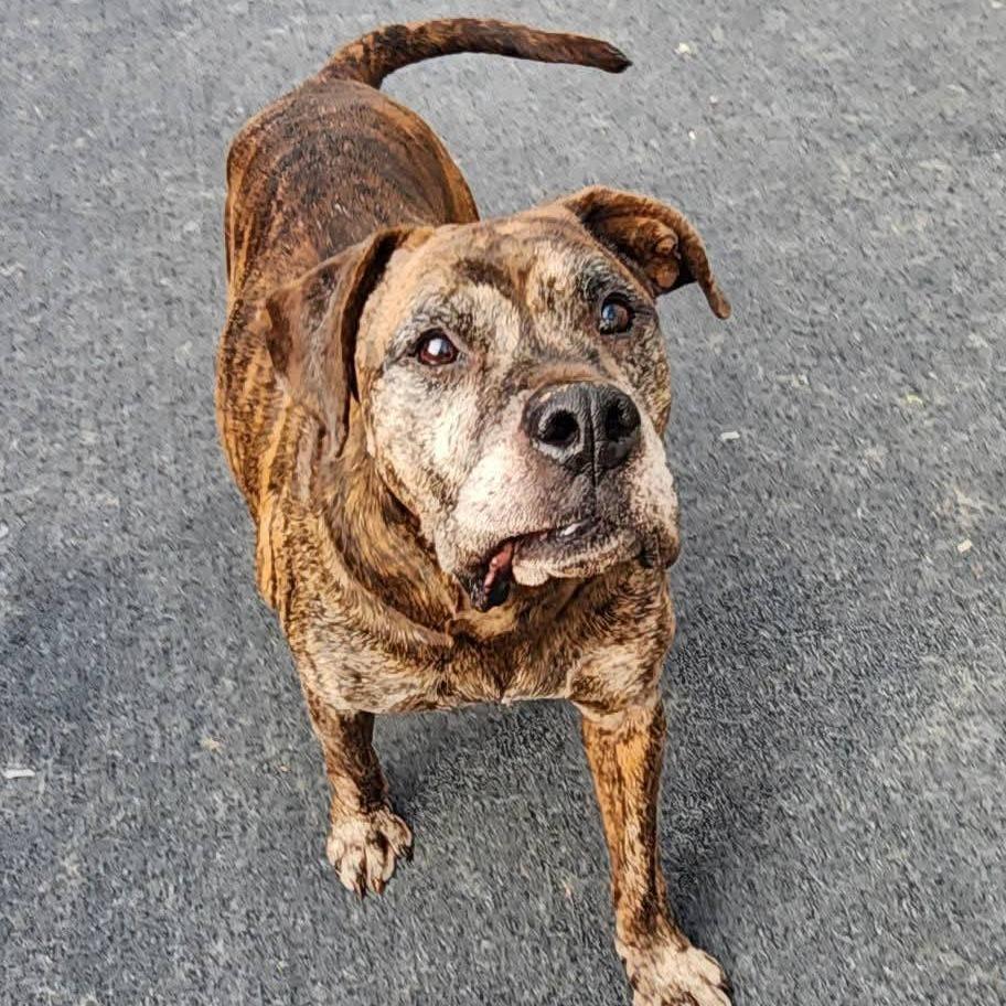 Enlarge Ox, a Adoptable mixed breed in Cleveland, TN image 4/4