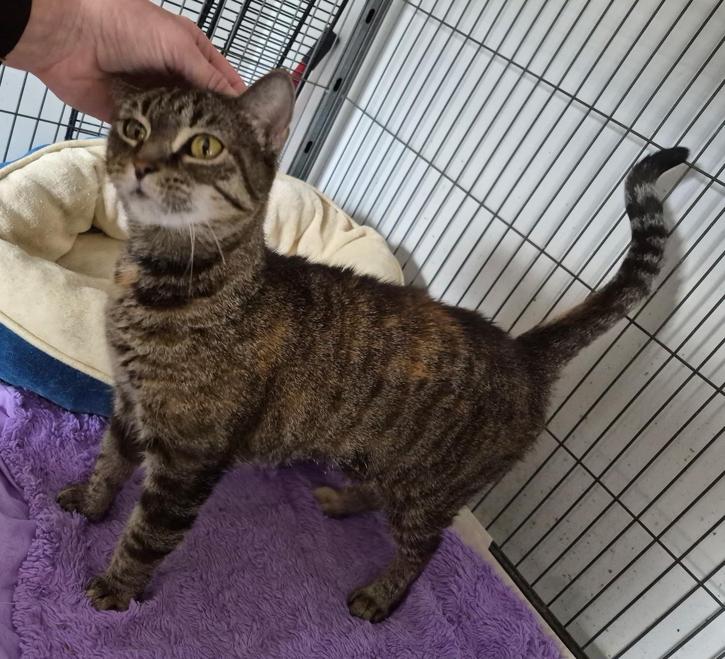 Enlarge REMI, a ADOPTABLE mixed breed in Claremore, OK image 2/2