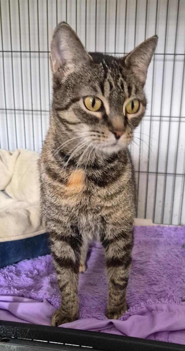 Enlarge REMI, a ADOPTABLE mixed breed in Claremore, OK image 1/2