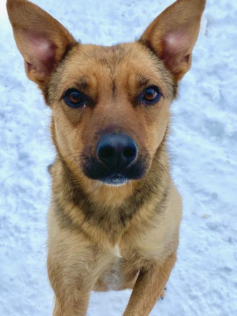 Joyce, ADOPTABLE, Adult Female Shepherd.