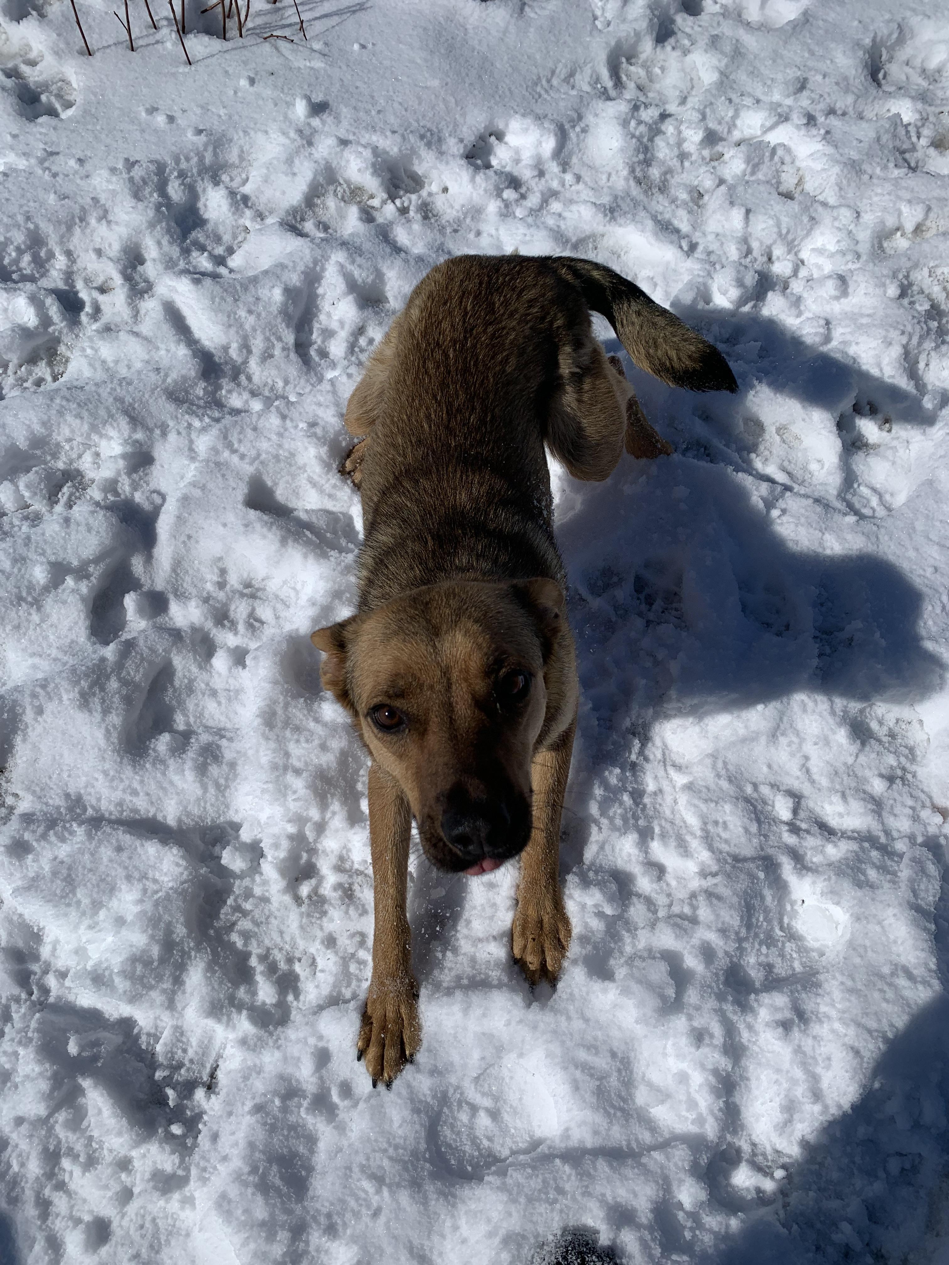 Enlarge Joyce, a ADOPTABLE mixed breed in Bonnyville, AB image 2/3