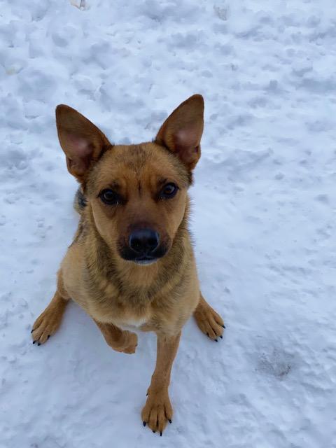 Enlarge Joyce, a ADOPTABLE mixed breed in Bonnyville, AB image 3/3