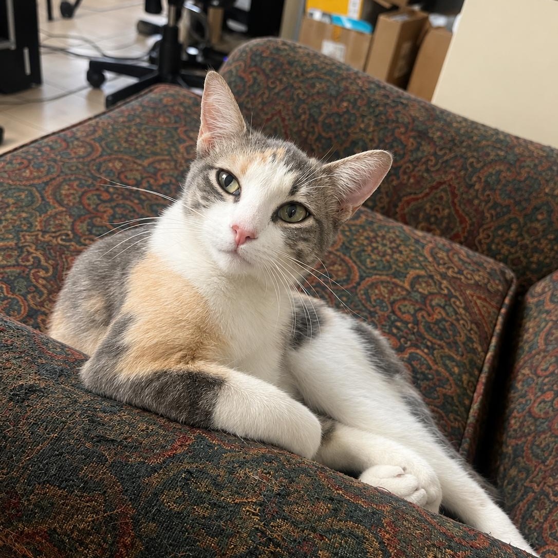 Enlarge Ella, a Adoptable Domestic Short Hair in Syracuse, NY image 1/4