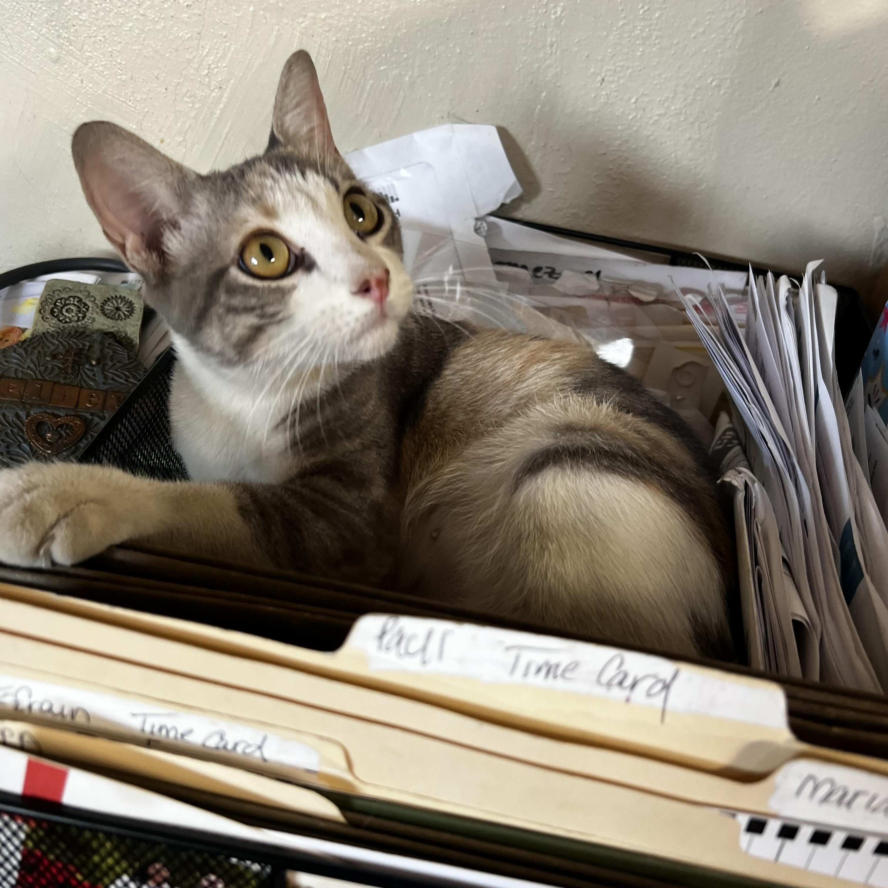 Enlarge Ella, a Adoptable Domestic Short Hair in Syracuse, NY image 4/4