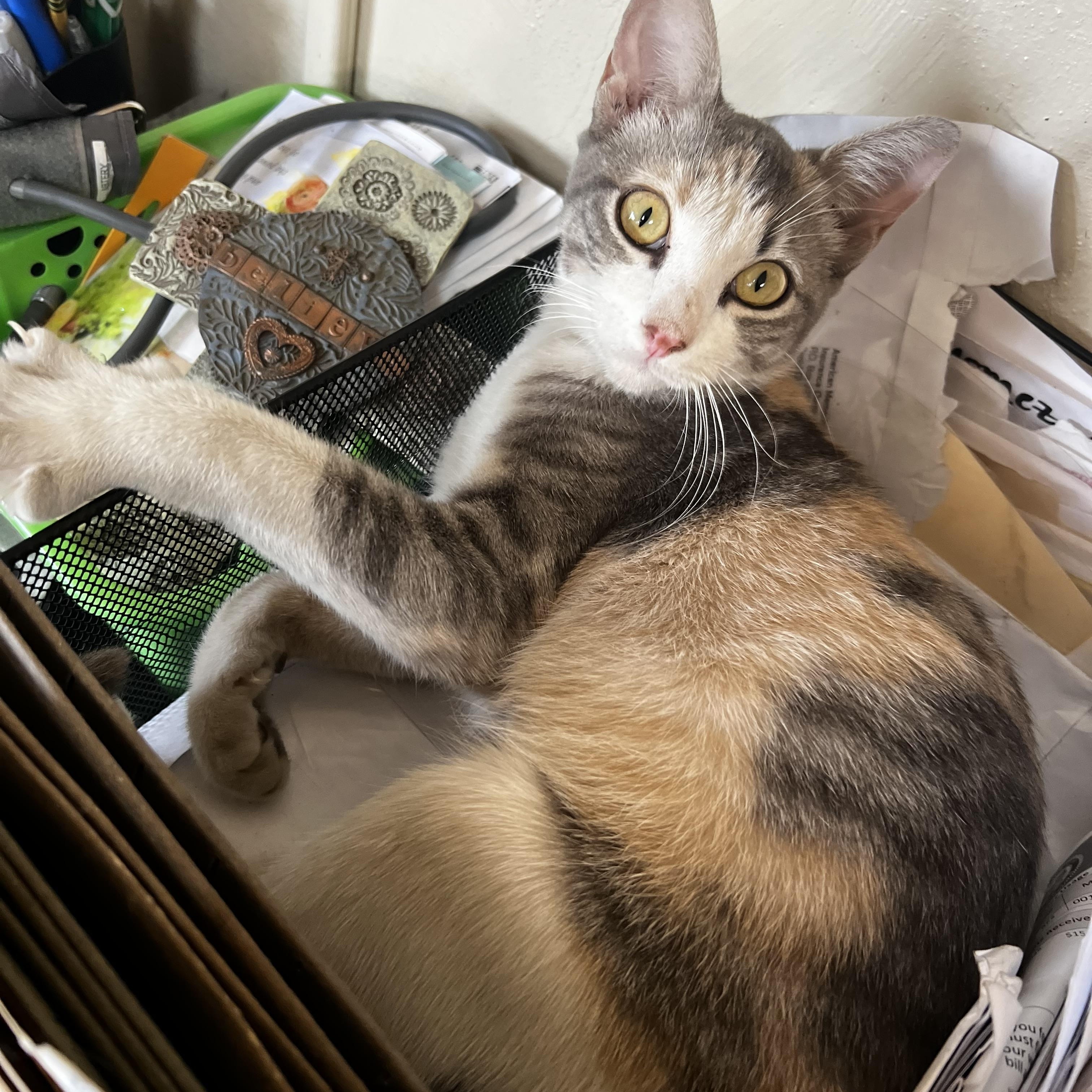 Enlarge Ella, a Adoptable Domestic Short Hair in Syracuse, NY image 3/4