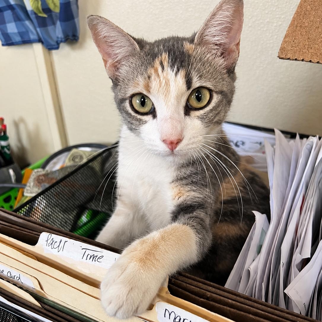 Enlarge Ella, a Adoptable Domestic Short Hair in Syracuse, NY image 2/4