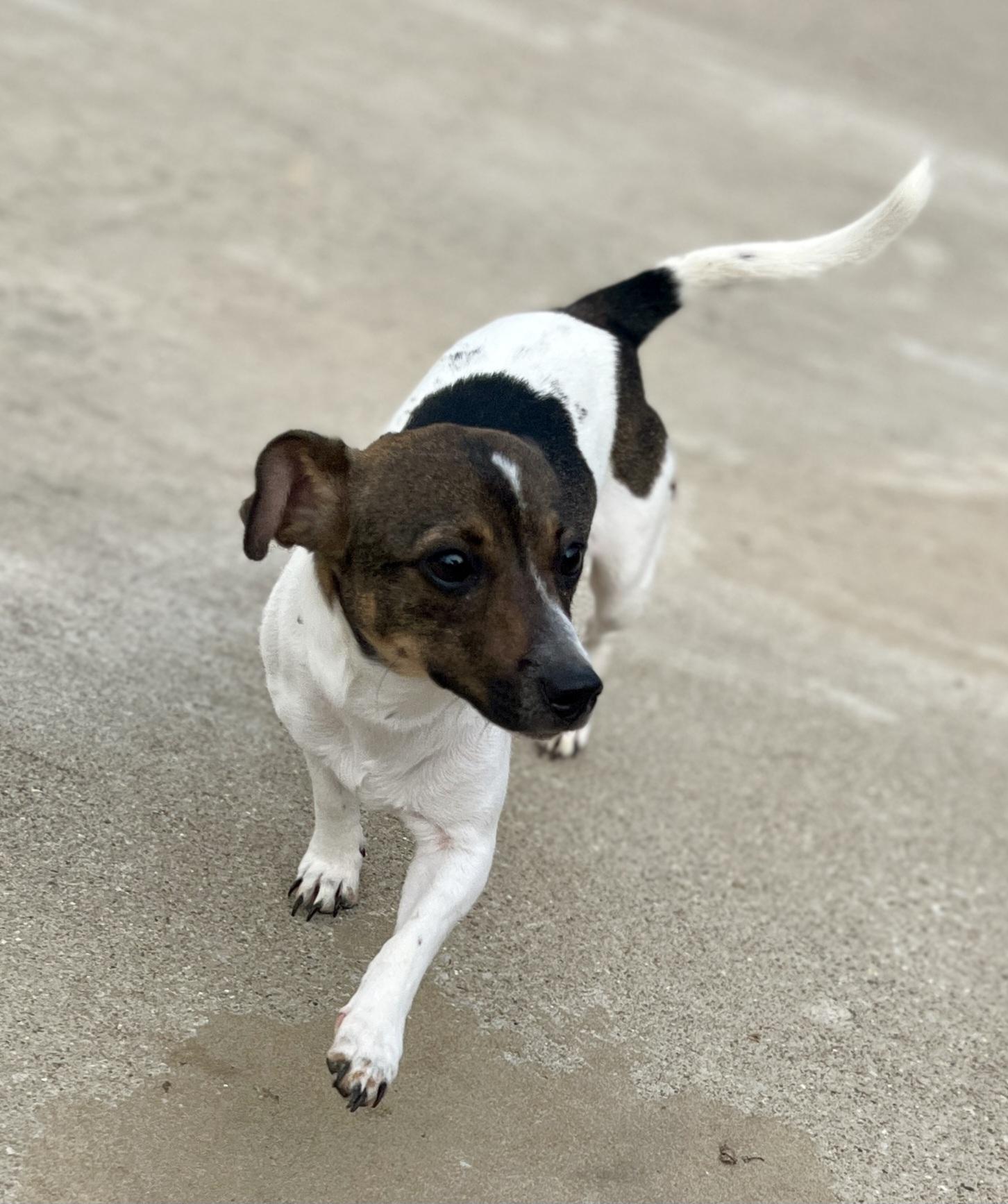 Sophie, ADOPTABLE, Young Female Rat Terrier.