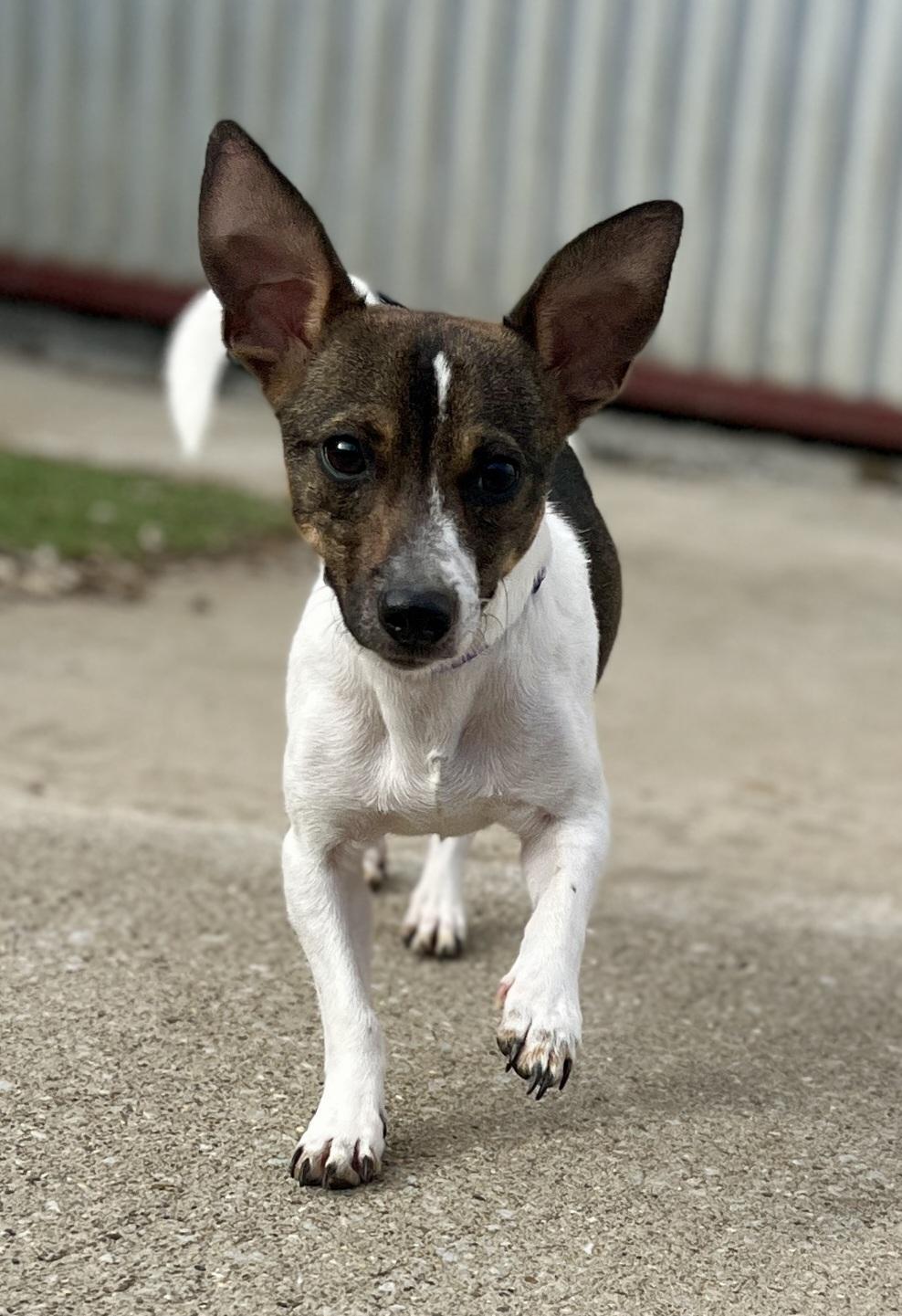 Enlarge Sophie, a ADOPTABLE Rat Terrier in Lexington, KY image 2/3