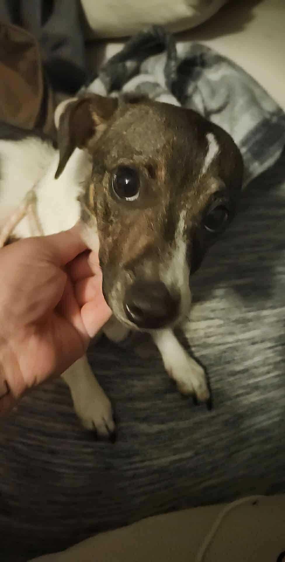 Enlarge Sophie, a ADOPTABLE Rat Terrier in Lexington, KY image 3/3