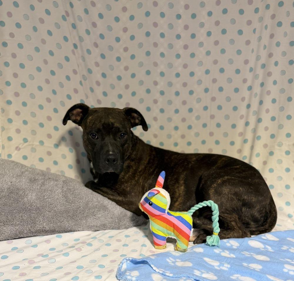Enlarge MONTY, a Adoptable mixed breed in Opelousas, LA image 2/3