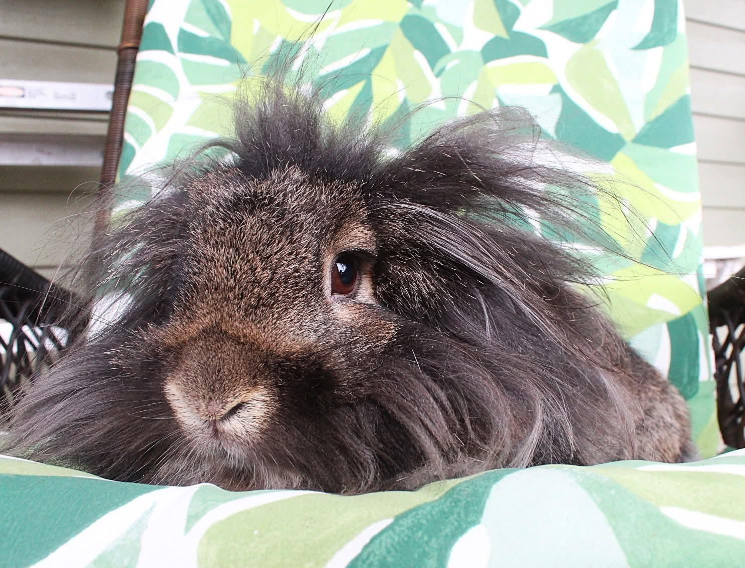 Rufus, a ADOPTABLE Lionhead in Hillside, NJ image 2/3