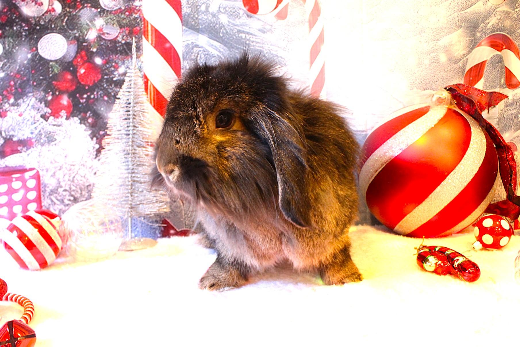 Rufus, ADOPTABLE, Adult Male Lionhead.
