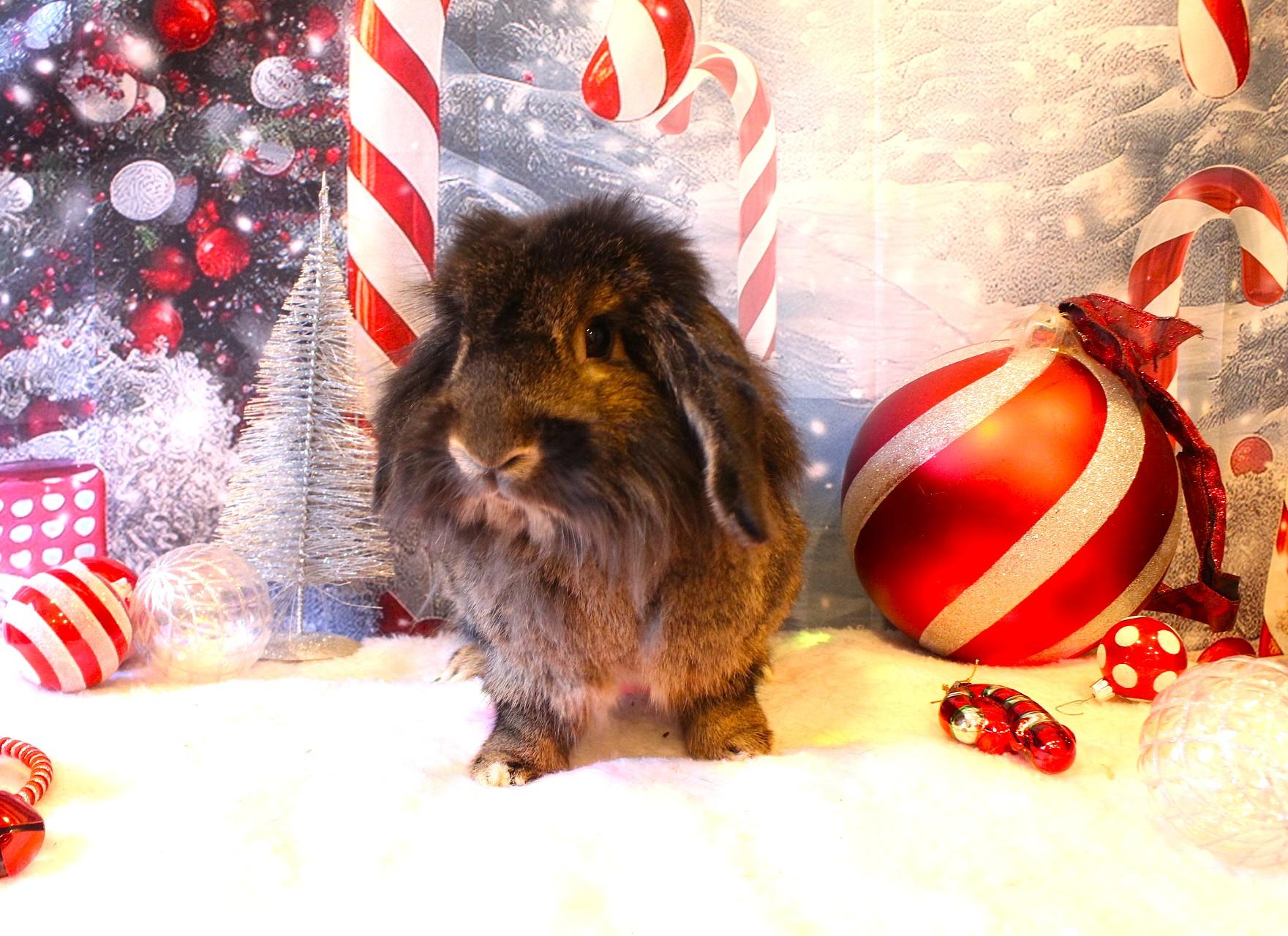 Enlarge Rufus, a ADOPTABLE Lionhead in Hillside, NJ image 1/3