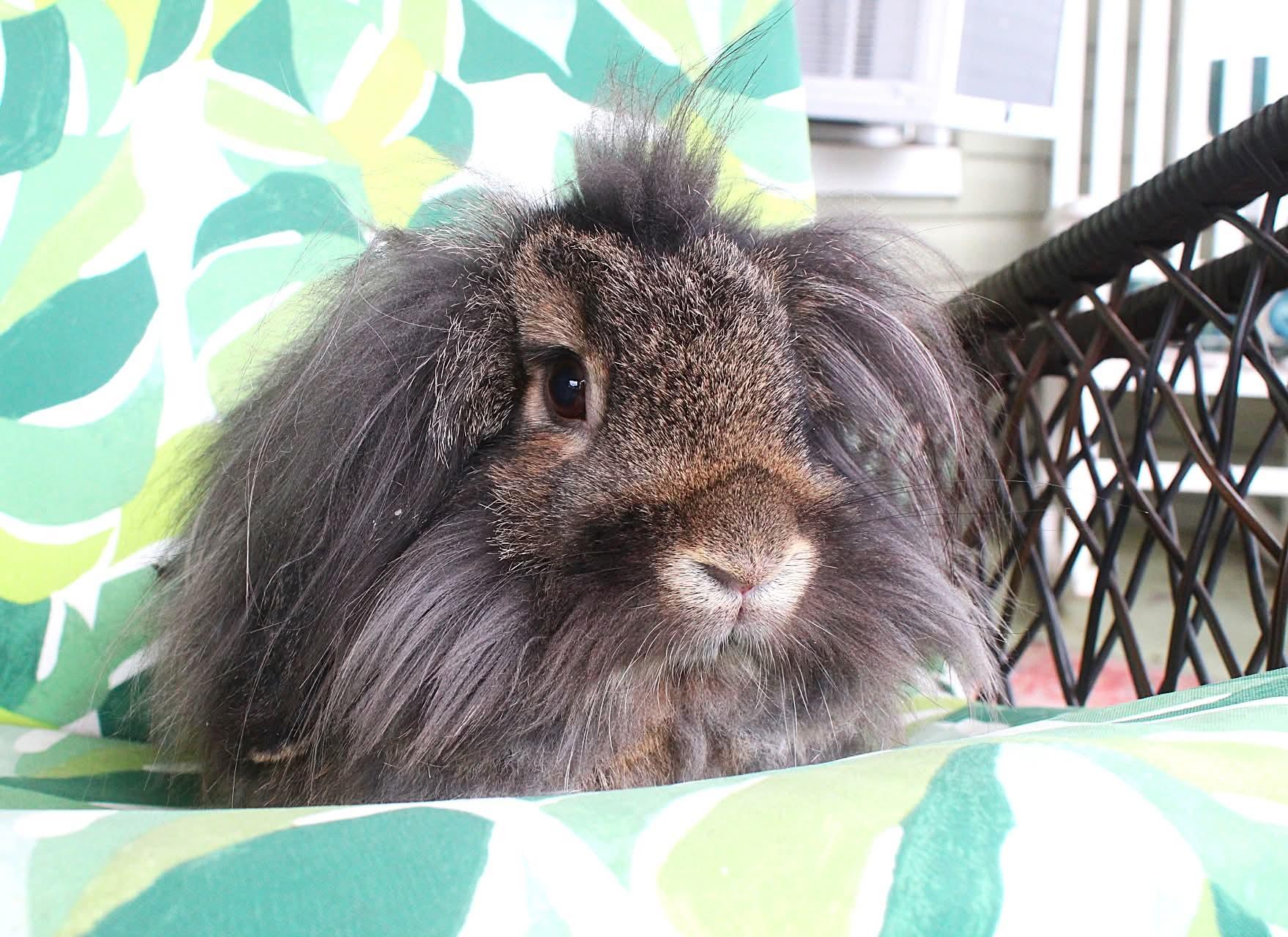 Rufus, a ADOPTABLE Lionhead in Hillside, NJ image 1/3