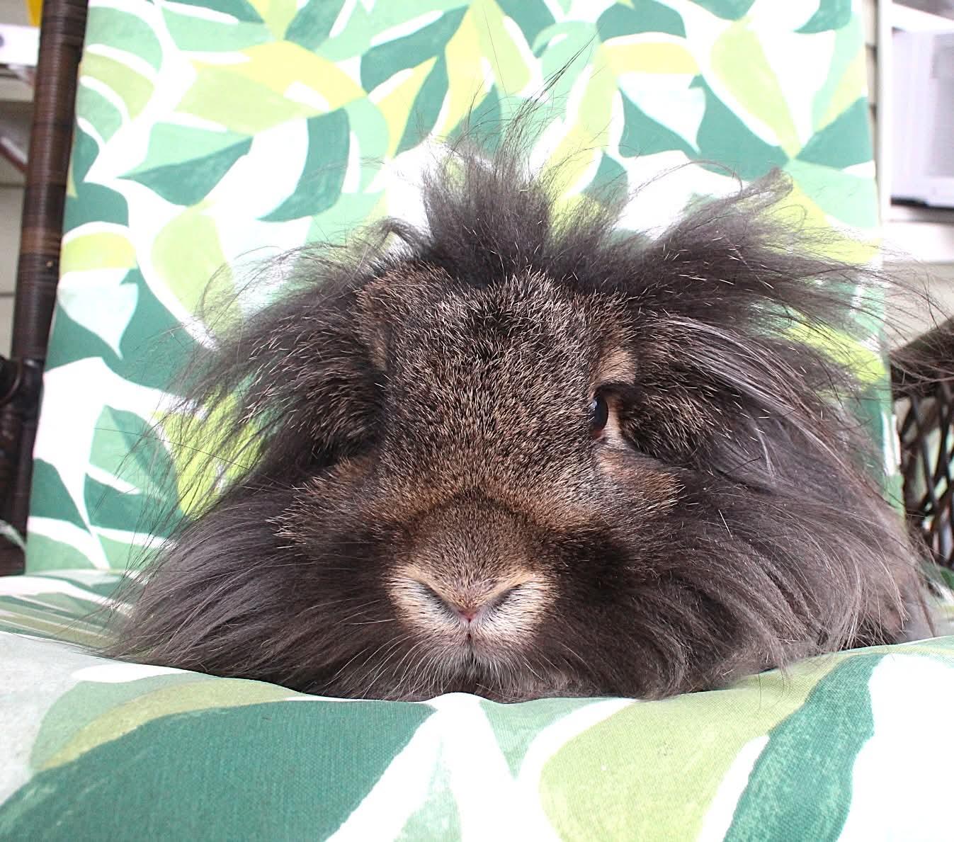 Rufus, a ADOPTABLE Lionhead in Hillside, NJ image 3/3