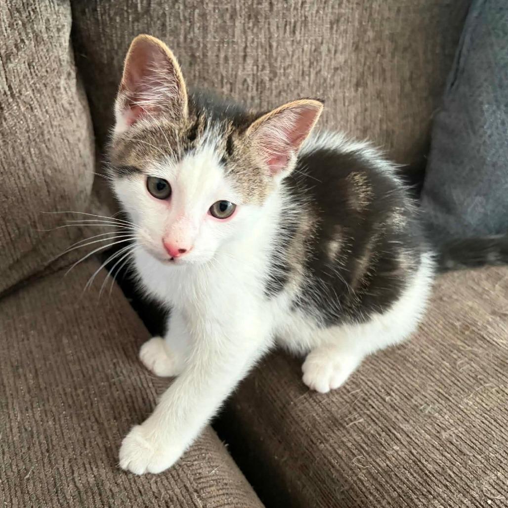 Enlarge Buzz, a Adoptable Domestic Short Hair in New Albany, OH image 1/1