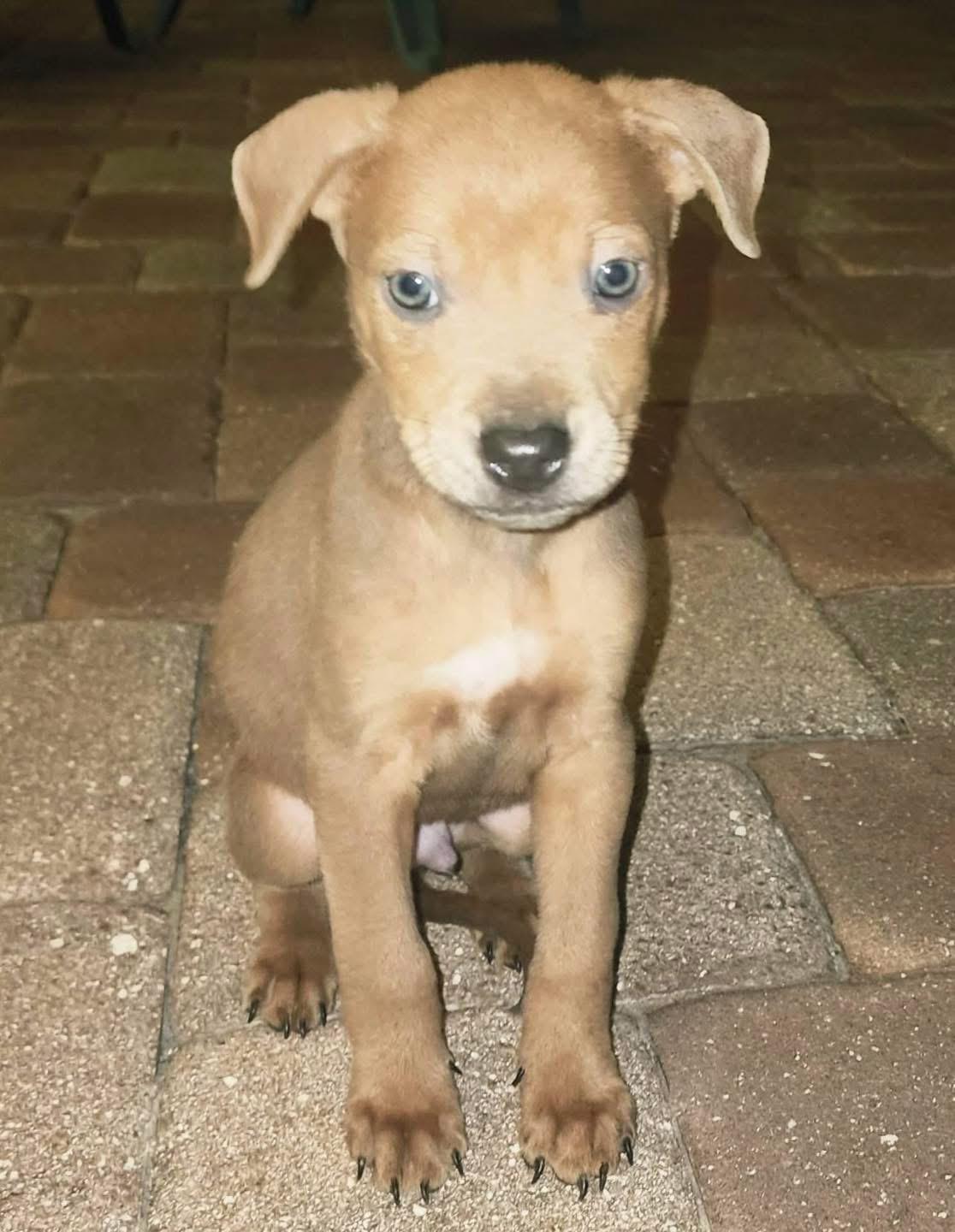 Drake, ADOPTABLE, Puppy Male Labrador Retriever & Bull Terrier.