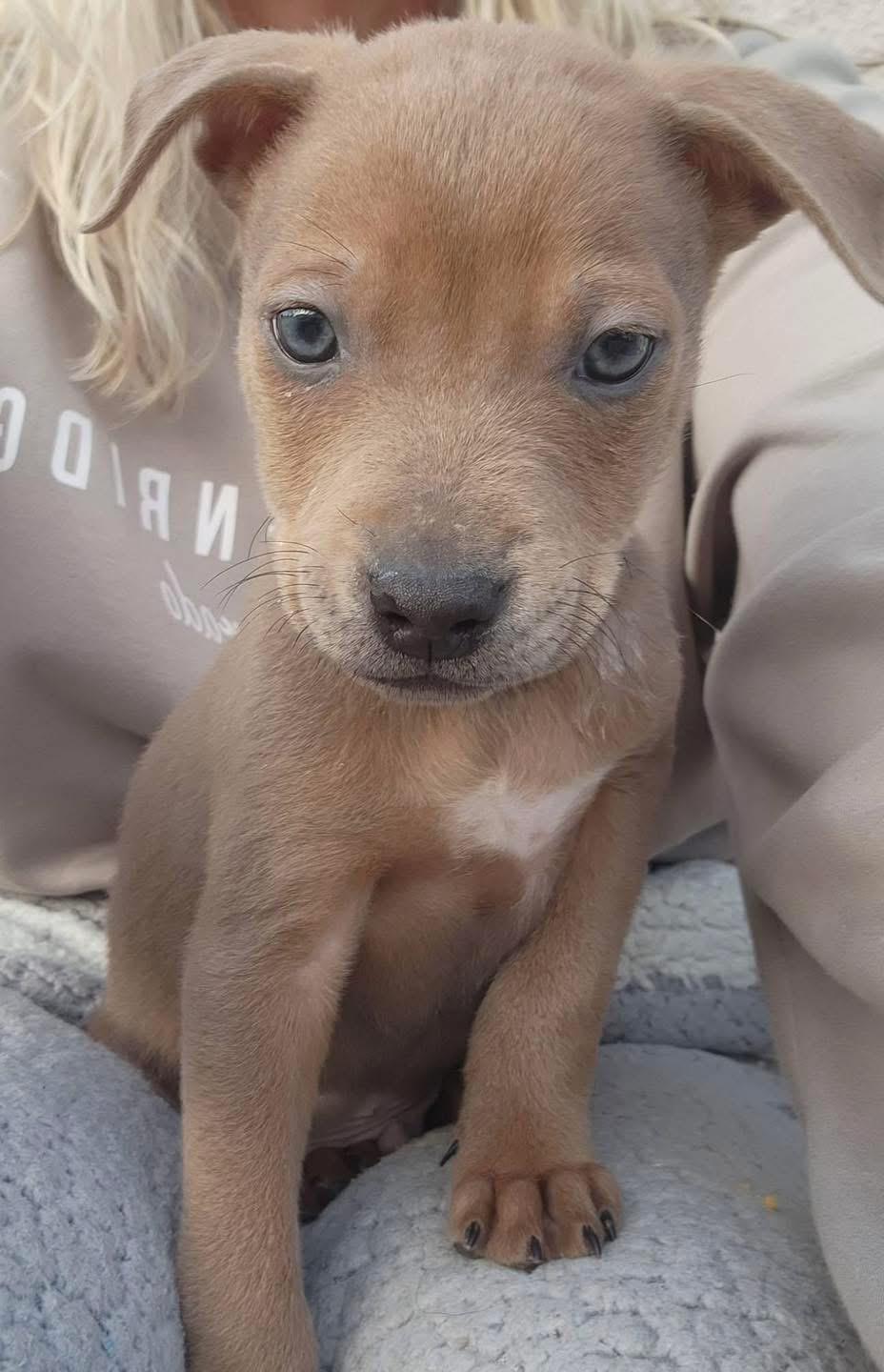 Enlarge Drake, a ADOPTABLE mixed breed in Lutz, FL image 2/2