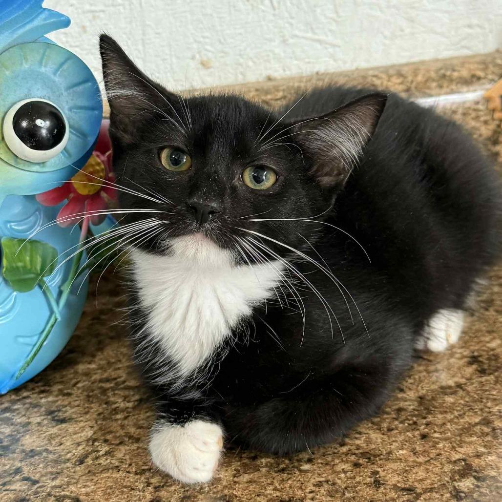 Ham, Adoptable, Young Male Domestic Short Hair.