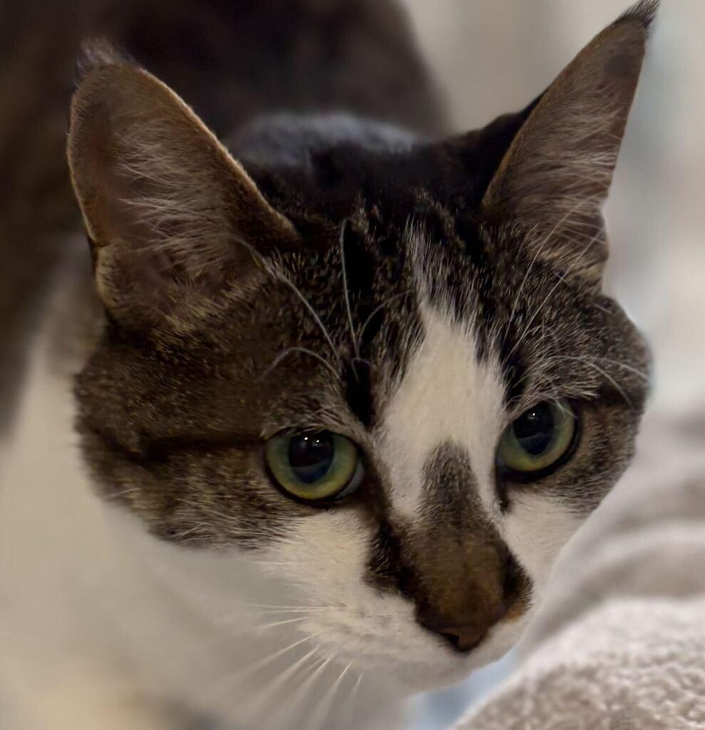 Enlarge Sunseeker, a Adoptable Domestic Short Hair in Jackson, MI image 2/6