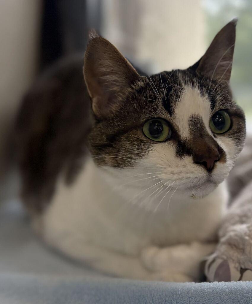 Sunseeker, Adoptable, Adult Female Domestic Short Hair.