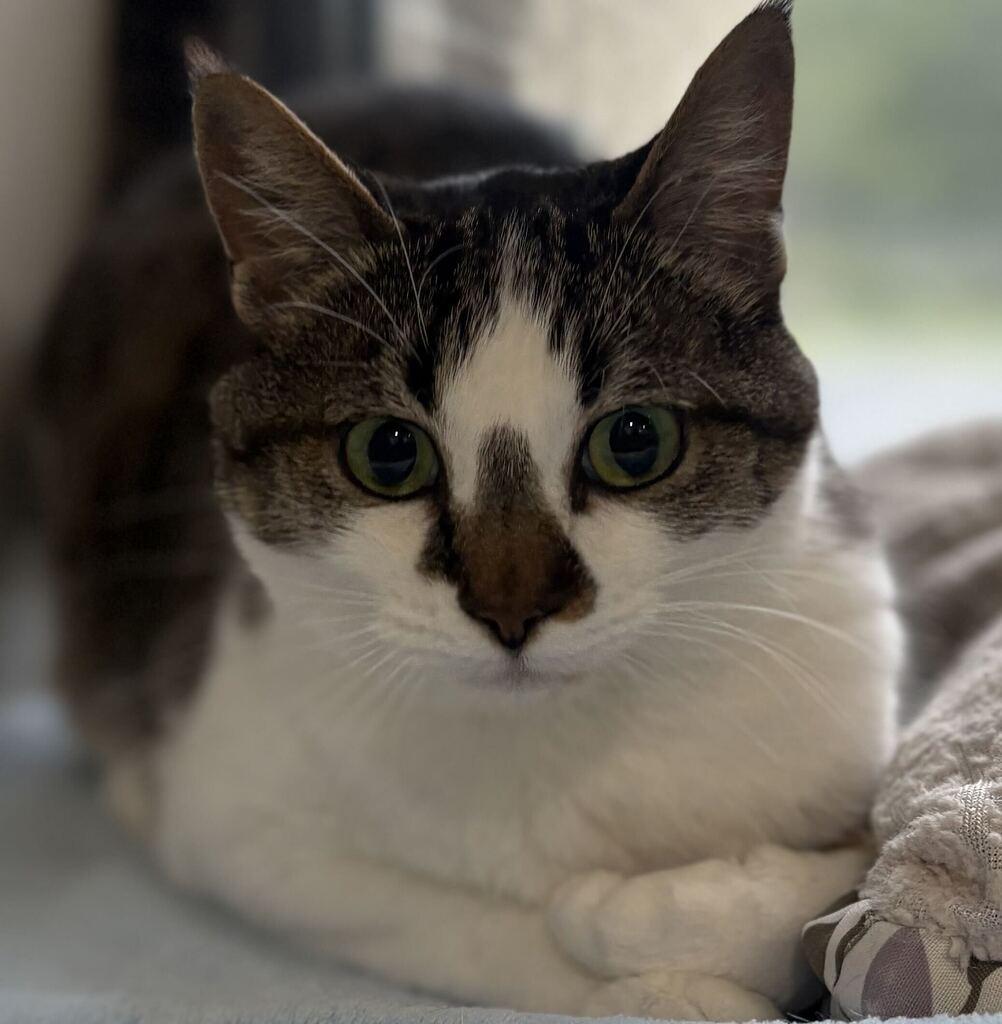 Enlarge Sunseeker, a Adoptable Domestic Short Hair in Jackson, MI image 3/6