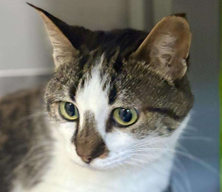 Enlarge Sunseeker, a Adoptable Domestic Short Hair in Jackson, MI image 5/6