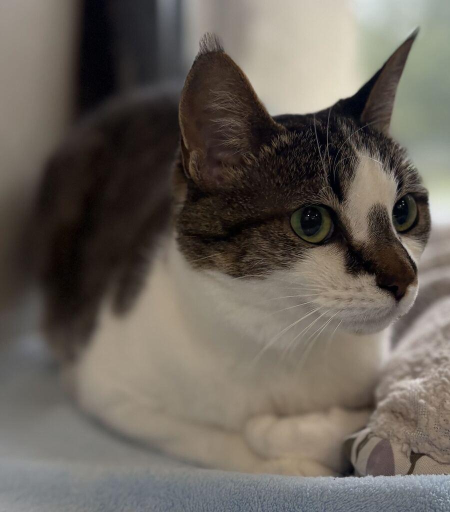 Enlarge Sunseeker, a Adoptable Domestic Short Hair in Jackson, MI image 4/6