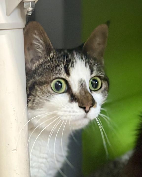 Enlarge Sunseeker, a Adoptable Domestic Short Hair in Jackson, MI image 6/6