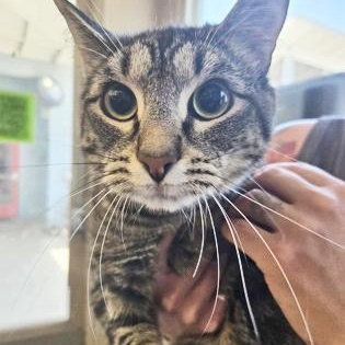 Enlarge BAGUETTE, a ADOPTABLE mixed breed in Fernandina Beach, FL image 2/2