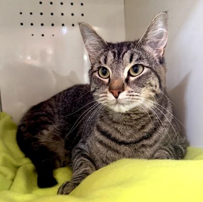 Enlarge BAGUETTE, a ADOPTABLE mixed breed in Fernandina Beach, FL image 1/2