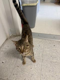Enlarge STOMPER, a Adoptable mixed breed in Sandusky, OH image 1/1