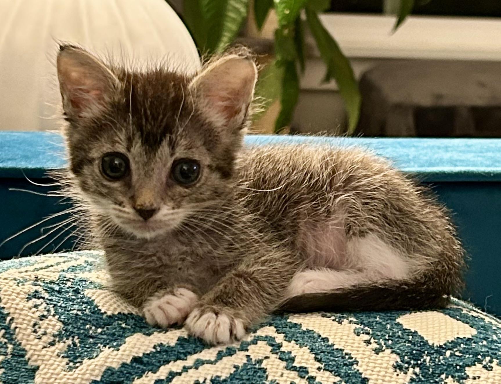 Vera, an adoptable Domestic Short Hair in Walla Walla, WA, 99362 | Photo Image 5
