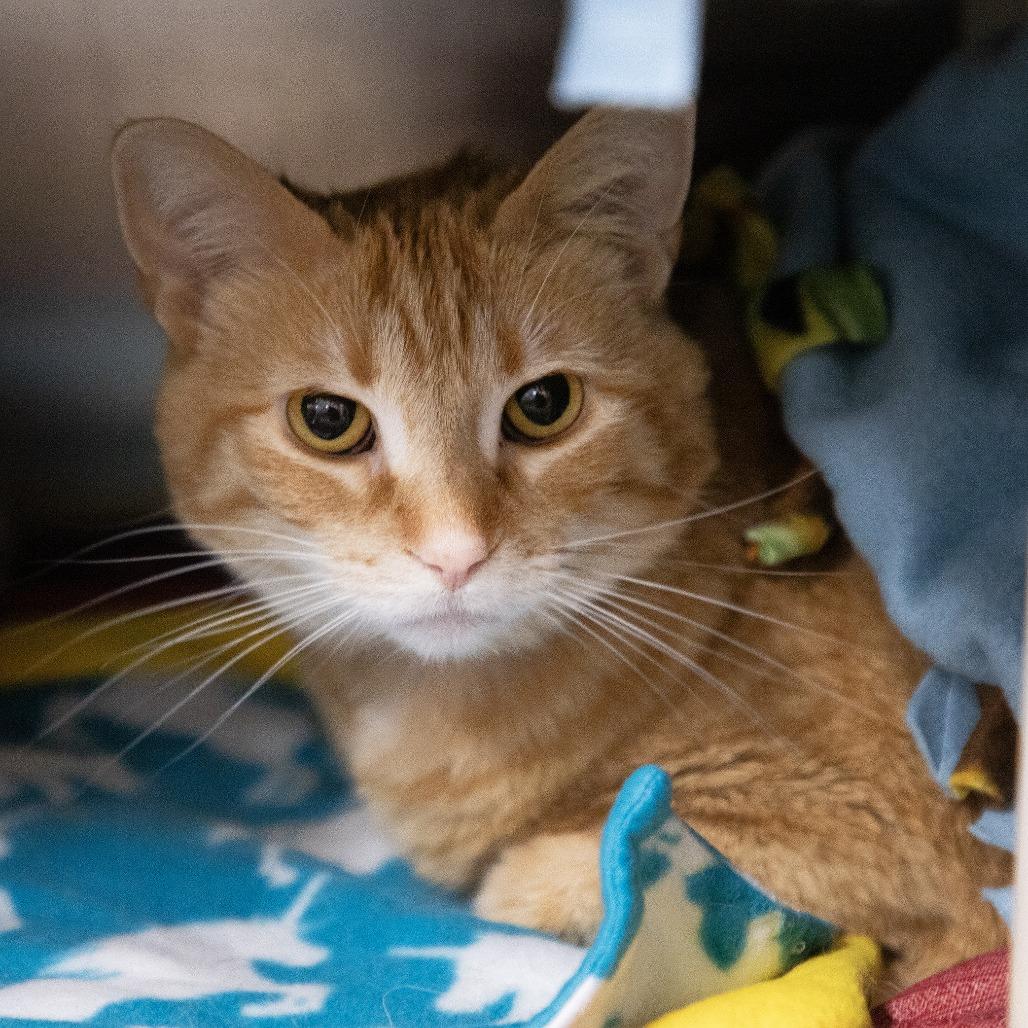 Enlarge Kitty, a Adoptable Domestic Short Hair in Saint Cloud, MN image 1/6