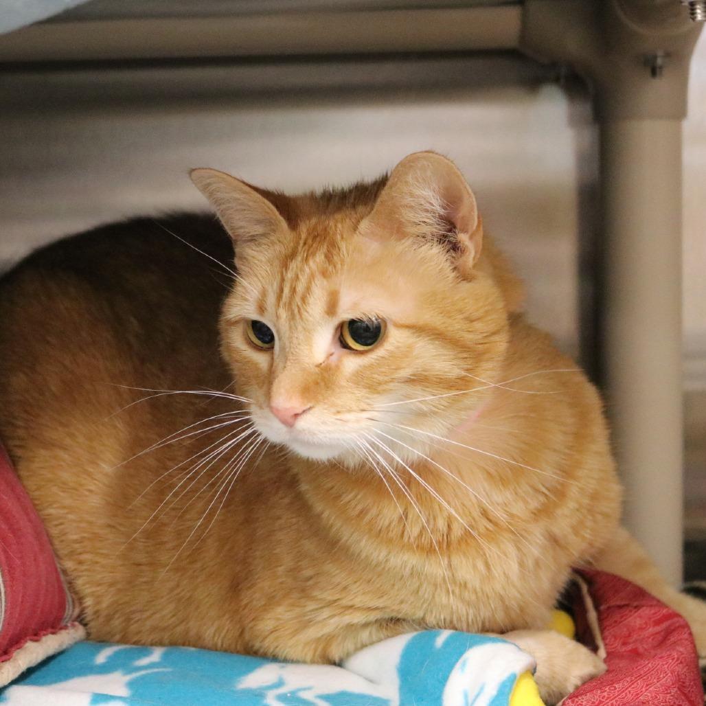 Enlarge Kitty, a Adoptable Domestic Short Hair in Saint Cloud, MN image 2/6