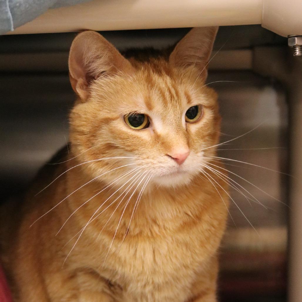 Enlarge Kitty, a Adoptable Domestic Short Hair in Saint Cloud, MN image 3/6