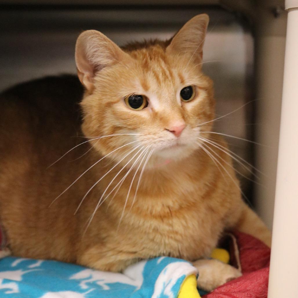 Enlarge Kitty, a Adoptable Domestic Short Hair in Saint Cloud, MN image 4/6