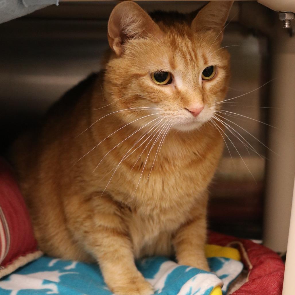 Enlarge Kitty, a Adoptable Domestic Short Hair in Saint Cloud, MN image 5/6