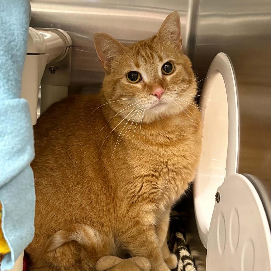 Enlarge Kitty, a Adoptable Domestic Short Hair in Saint Cloud, MN image 6/6