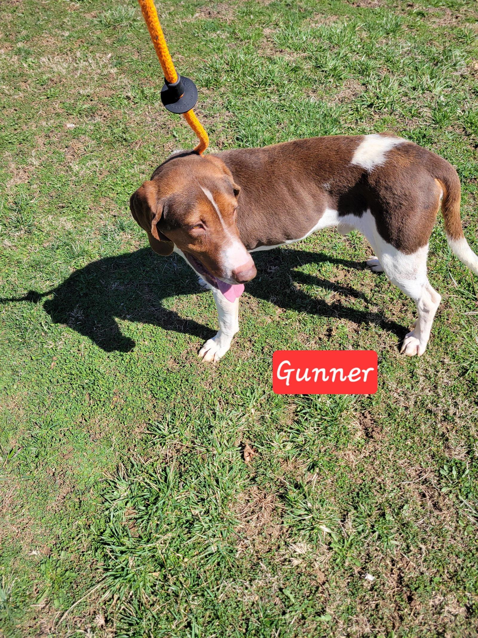 Enlarge Gunner, a Adoptable Treeing Walker Coonhound in New Martinsville, WV image 1/3