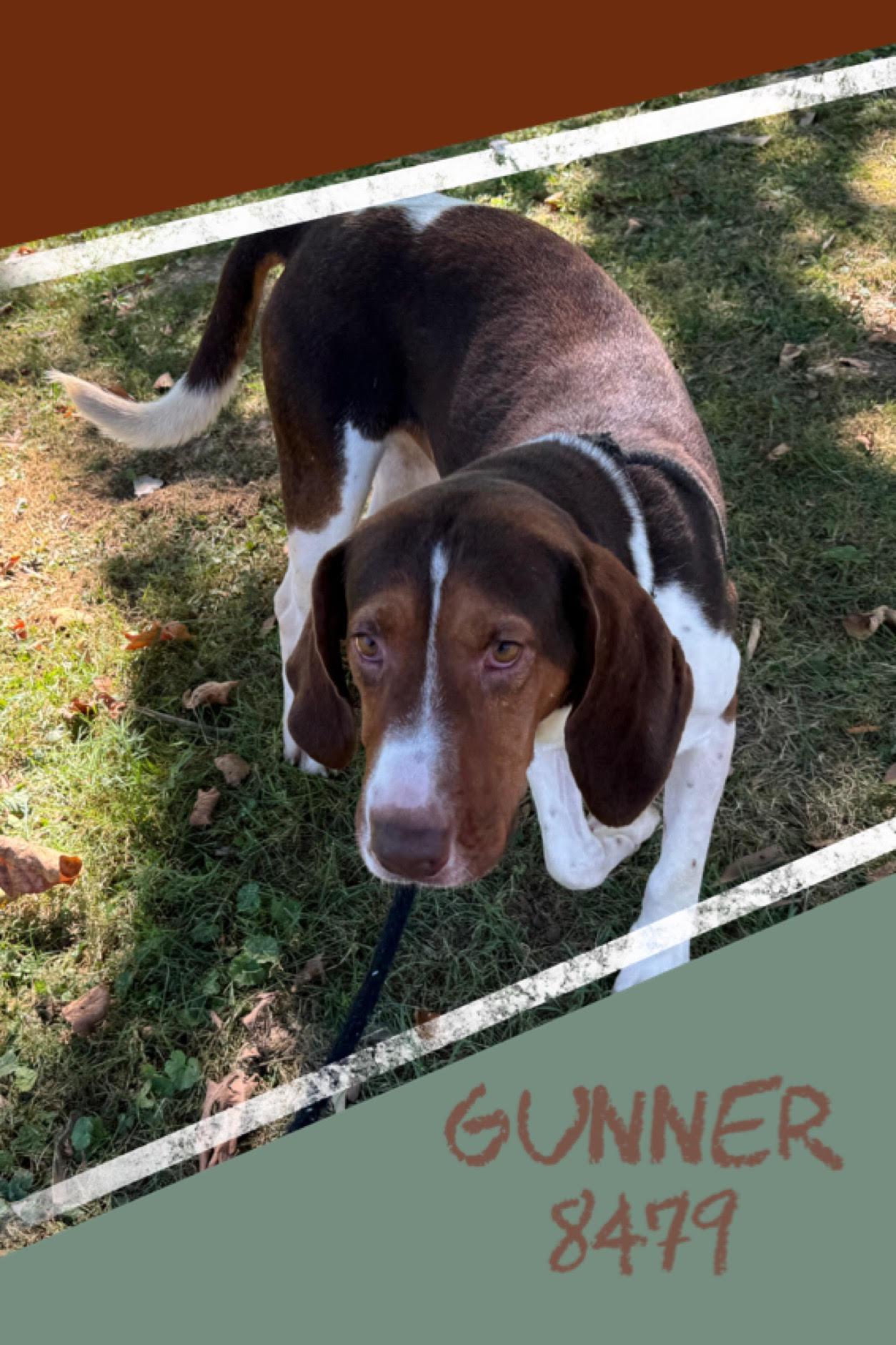 Enlarge Gunner, a Adoptable Treeing Walker Coonhound in New Martinsville, WV image 2/3