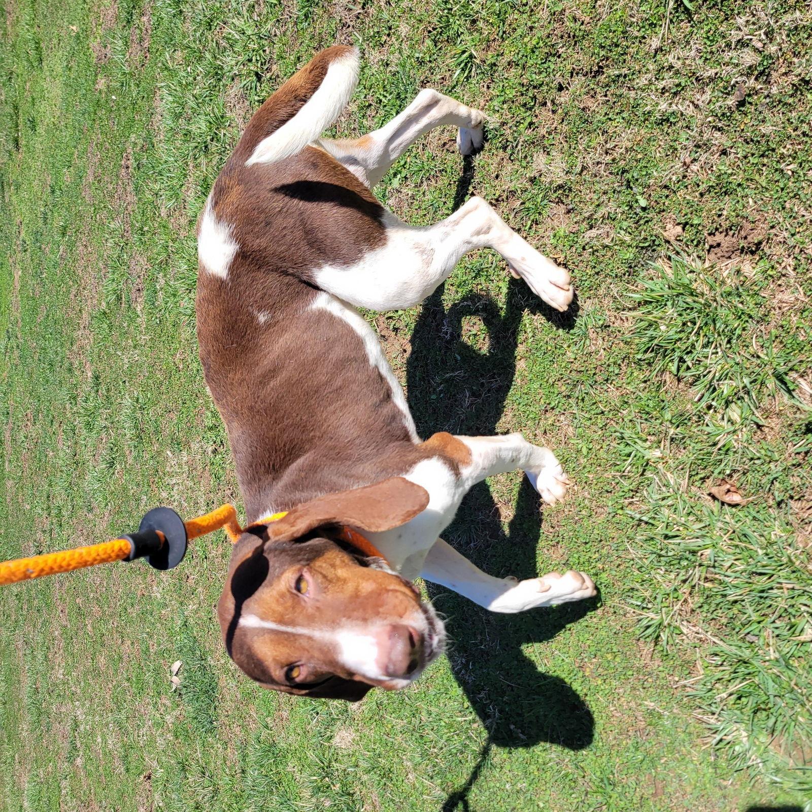 Enlarge Gunner, a Adoptable Treeing Walker Coonhound in New Martinsville, WV image 3/3