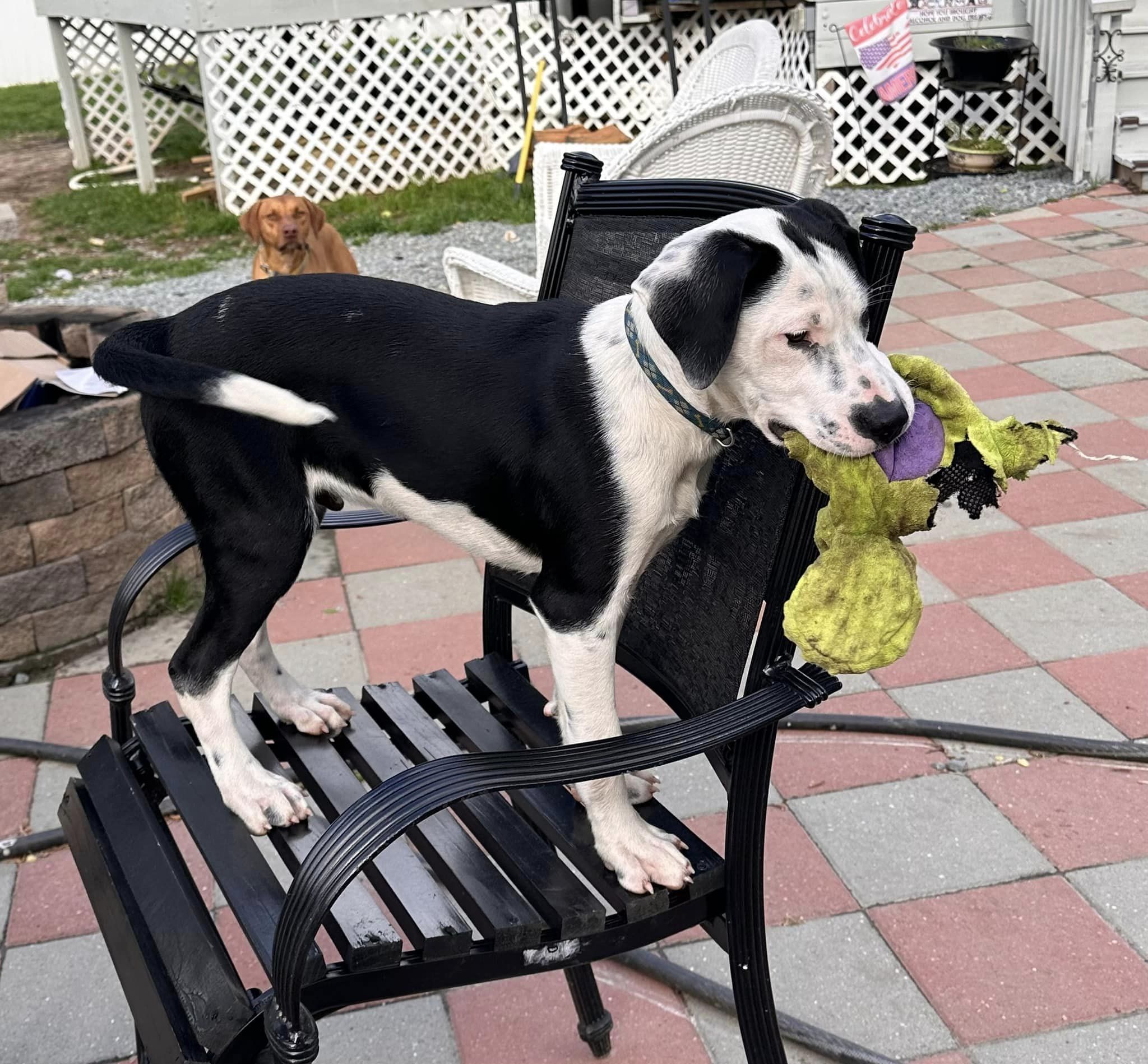 Percy, a Adoptable mixed breed in Raleigh, NC image 3/6