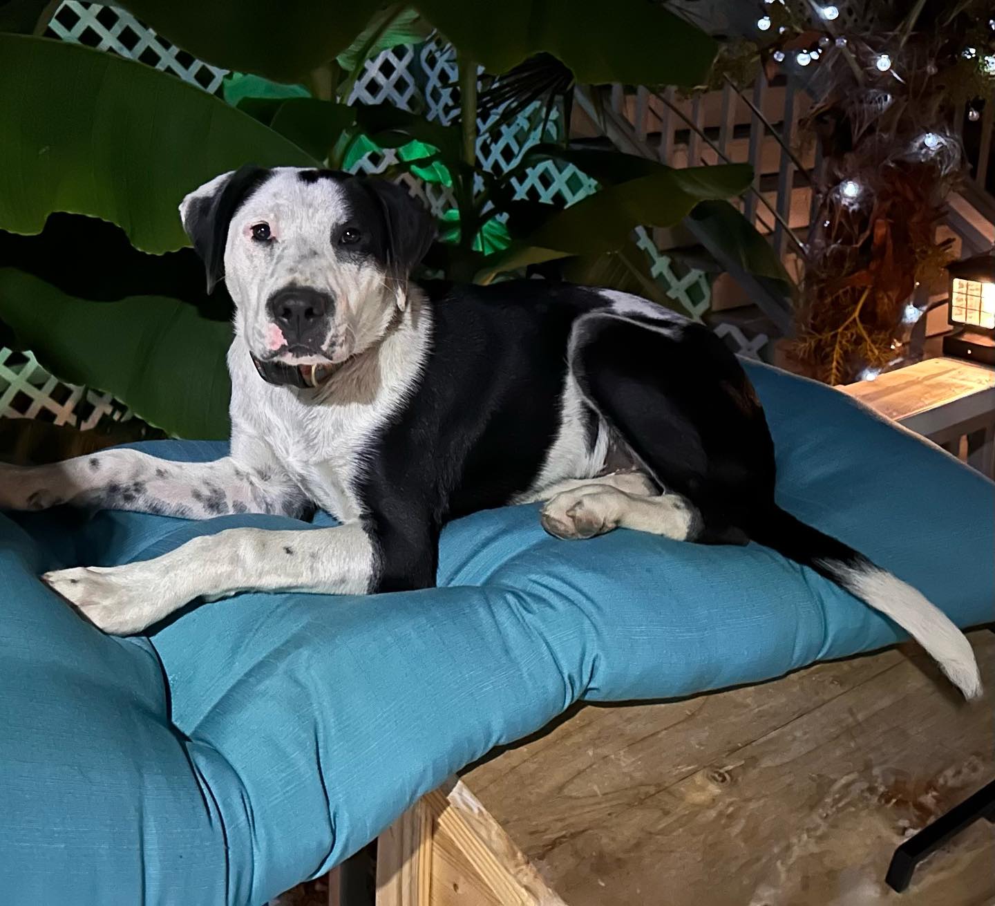 Percy, a Adoptable mixed breed in Raleigh, NC image 2/6